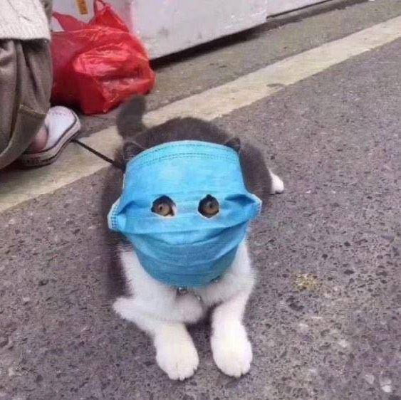 kucing patuhi prokes (twitter.com/evnxxz)