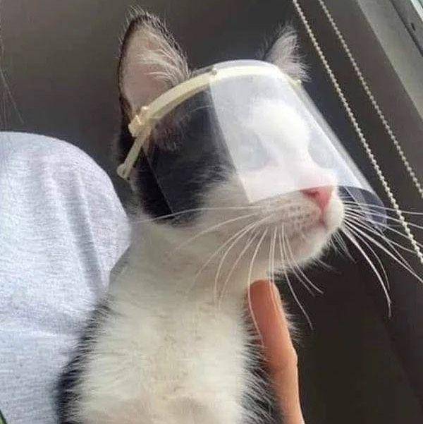 kucing patuhi prokes (twitter.com/evnxxz)