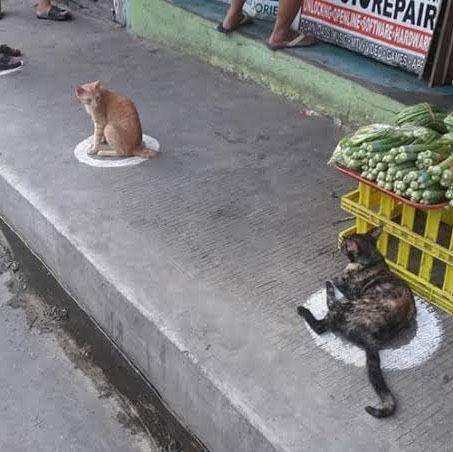 kucing patuhi prokes (twitter.com/aishakinaaa/)