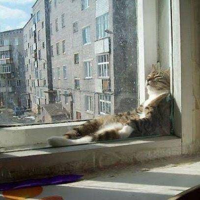 kucing patuhi prokes (twitter.com/aishakinaaa)