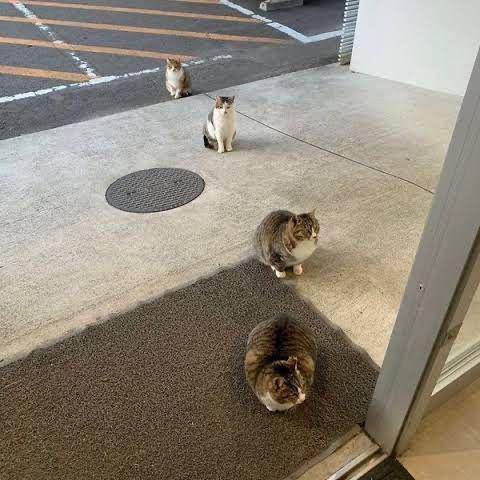 kucing patuhi prokes (twitter.com/aishakinaaa)