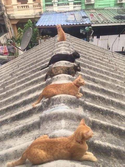 kucing patuhi prokes (twitter.com/aishakinaaa)