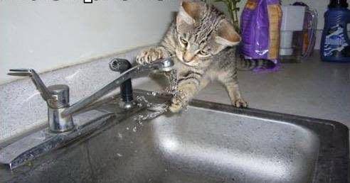 kucing patuhi prokes (twitter.com/aishakinaaa/)