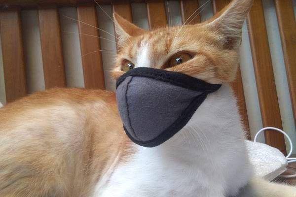 kucing patuhi prokes (twitter.com/aishakinaaa/)