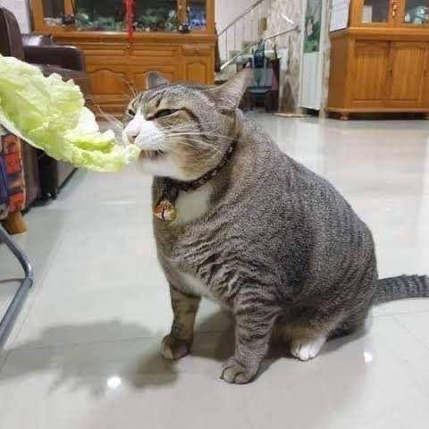 kucing patuhi prokes (twitter.com/aishakinaaa)