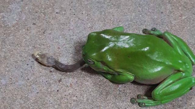 Seekor katak memangsa ular (9news.com.au)