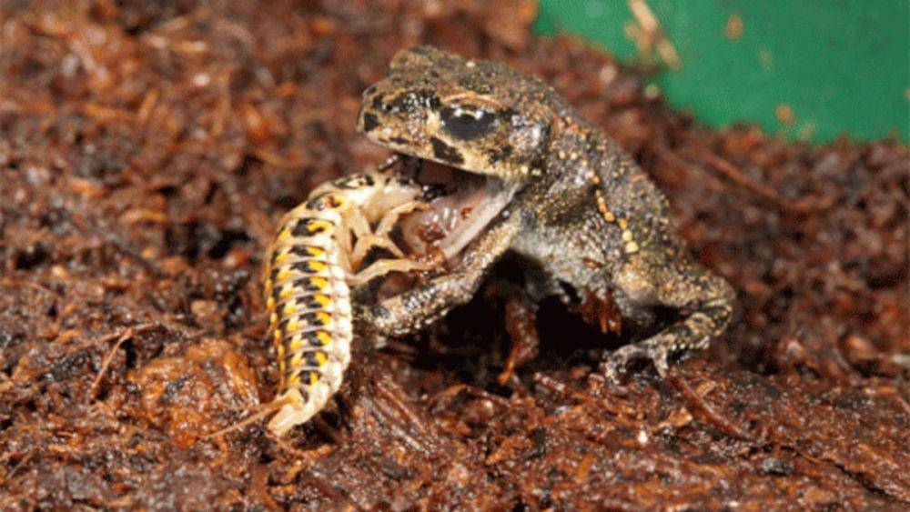 Larva kumbang epomis memangsa katak (nationalgeographic.com)