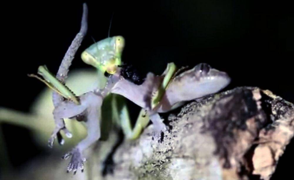 Mantis memangsa seekor tokek (roaring.earth)