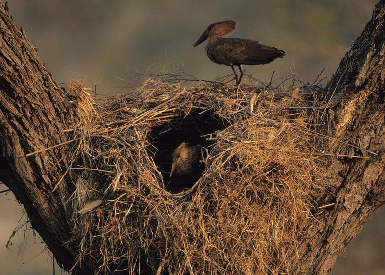Burung hamerkop (southafrica.co.za)