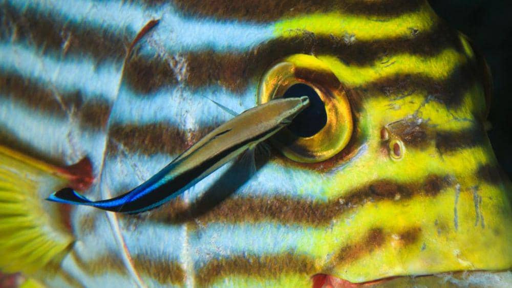 Wrasse pembersih sedang membersihkan tubuh seekor ikan (oceana.org)