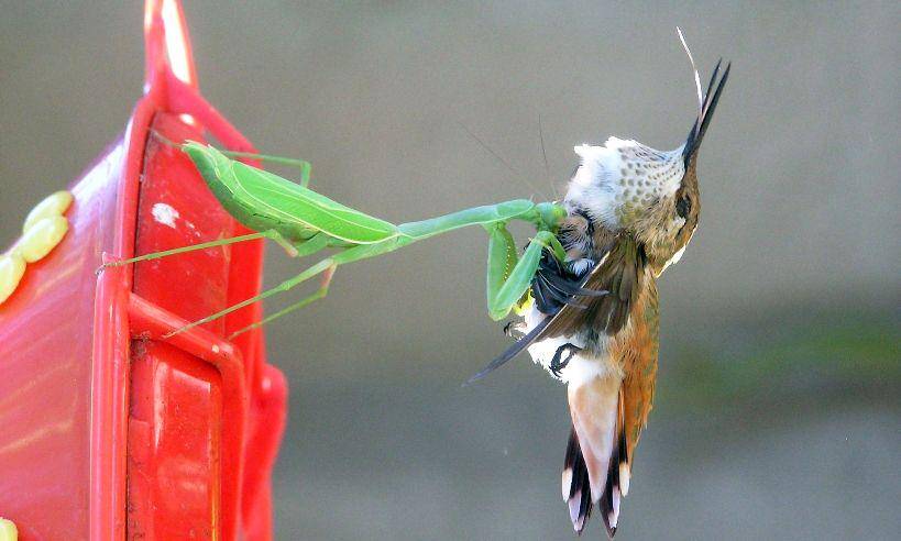 Mantis memangsa seekor burung (roaring.earth)