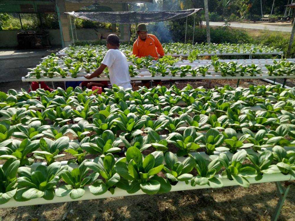 kegiatan petani hidroponik saat merawat sayuran (Dok. Istimewa)