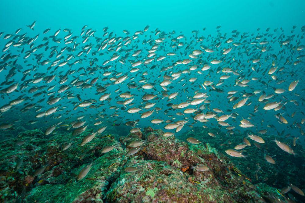 Panama Perluas Zona Perlindungan Laut Coiba di Samudra Pasifik