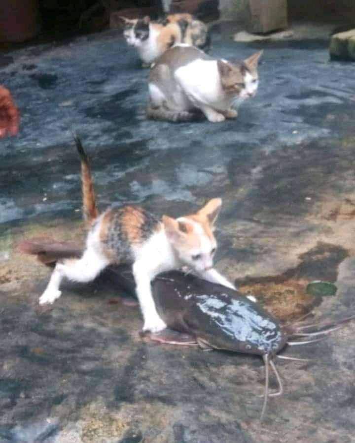 potret lucu lele gak biasa (facebook.com/Sopia Rahmadina)