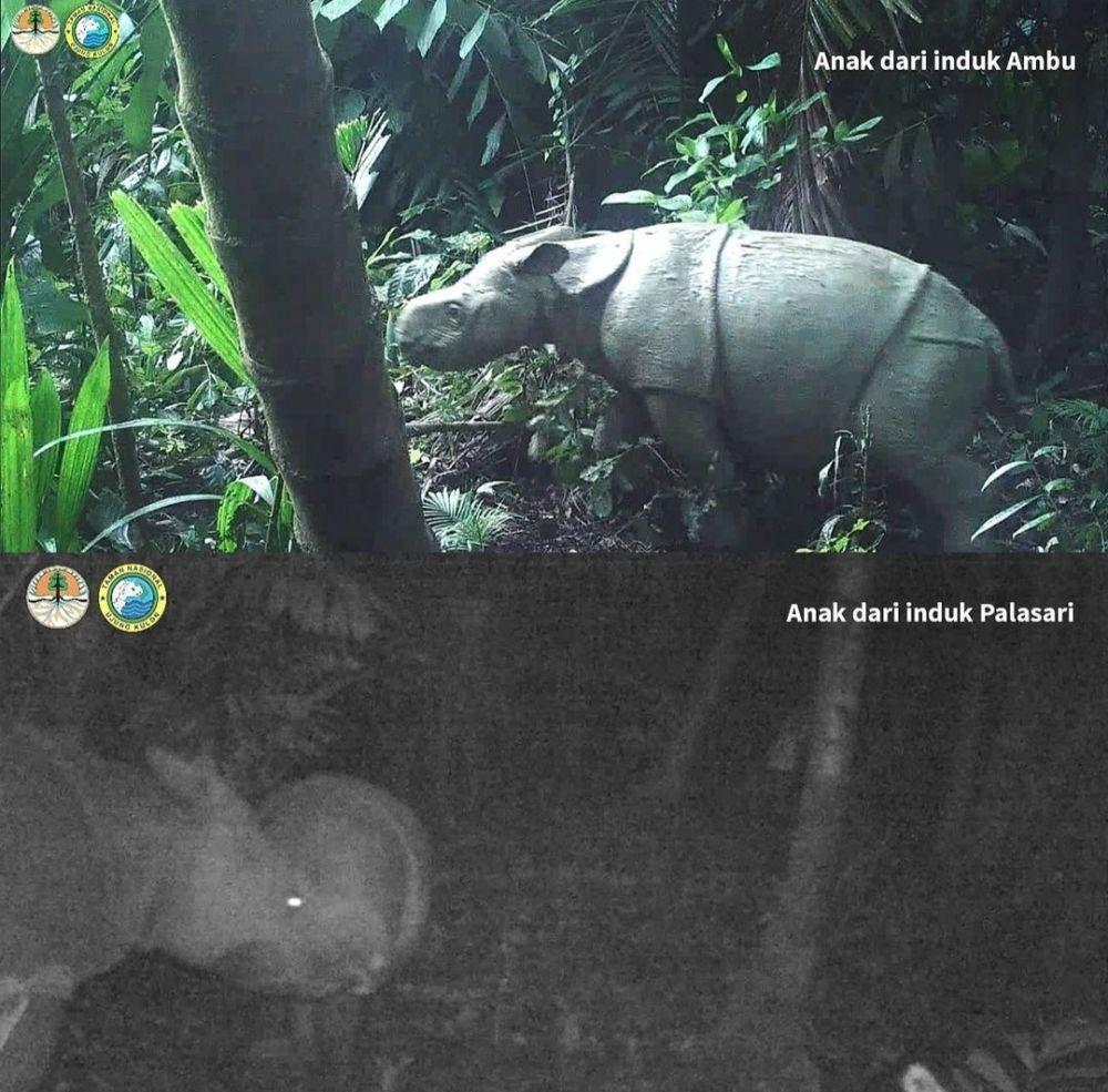 KLHK Umumkan Kehadiran 2 Bayi Badak Jawa di Ujung Kulon