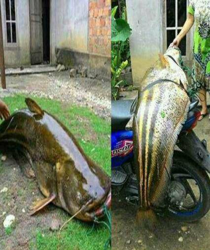 potret lucu lele gak biasa (1cak.com)