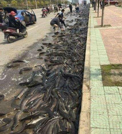 potret lucu lele gak biasa (1cak.com)