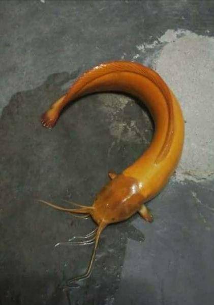 potret lucu lele gak biasa (1cak.com)