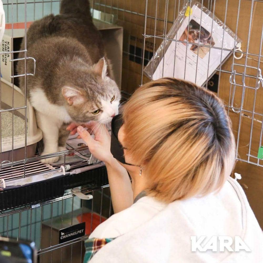 Way V (instagram.com/animal_kara)