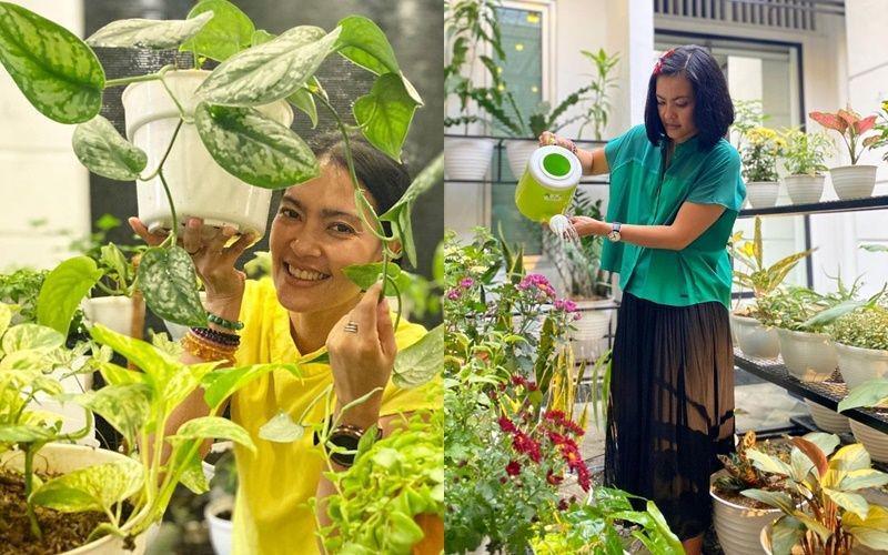 5 Koleksi Tanaman Lola Amaria, Indah Berjejer Rapi di Rak