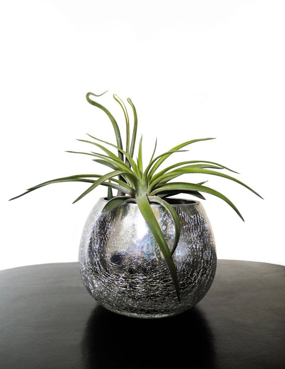 tillandsia pot (pixabay.com/cristty)