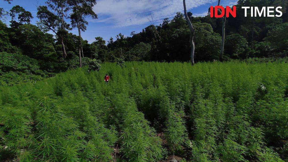 Pemusnahan ladang ganja di Mukim Lamteuba, Kecamatan Seulimeum, Aceh Besar (IDN Times/Muhammad Saifullah)