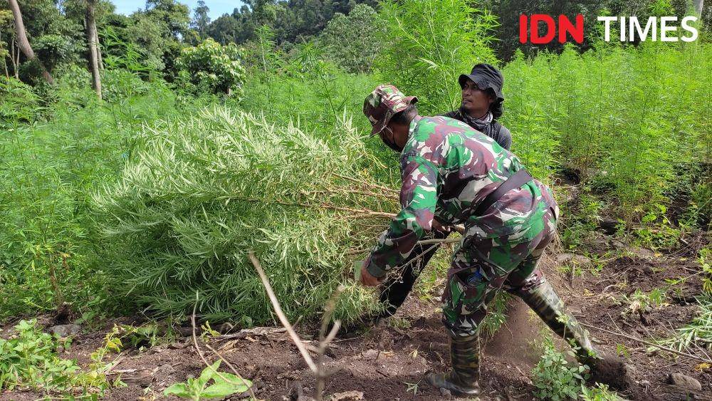 Pemusnahan ladang ganja di Mukim Lamteuba, Kecamatan Seulimeum, Aceh Besar (IDN Times/Muhammad Saifullah)