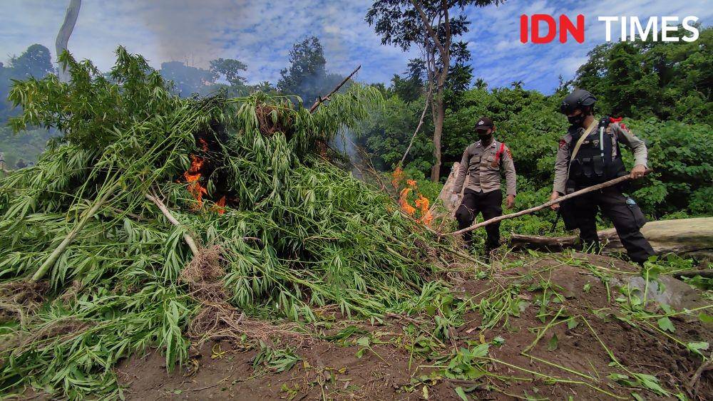 Pemusnahan ladang ganja di Mukim Lamteuba, Kecamatan Seulimeum, Aceh Besar (IDN Times/Muhammad Saifullah)