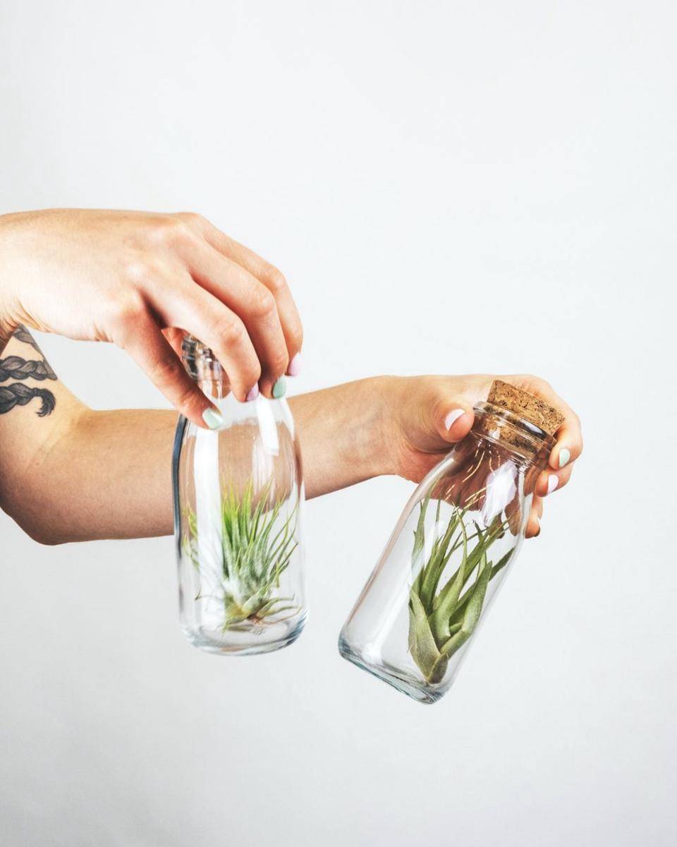 tillandsia botol kaca (unsplash.com/SeverinCandrian)