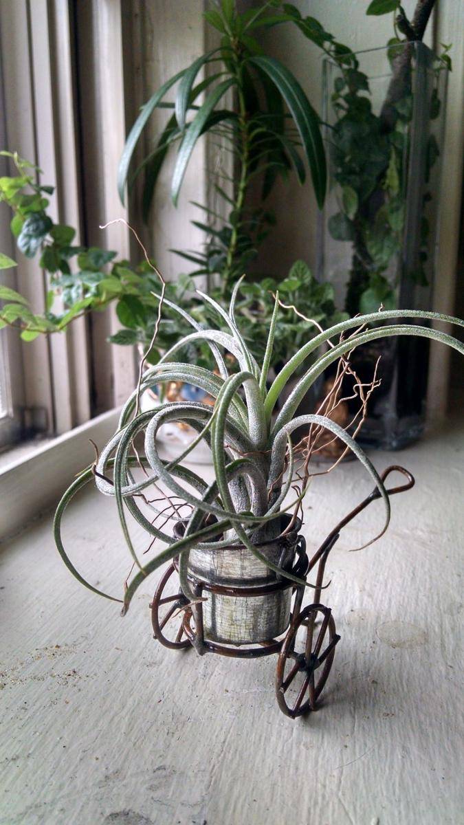 pajangan tillandsia (pixabay.com/onehappycactus)