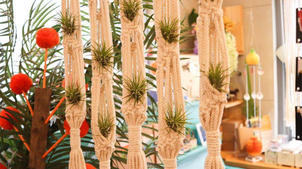 tillandsia macrame (pixabay.com/Allybally4b)