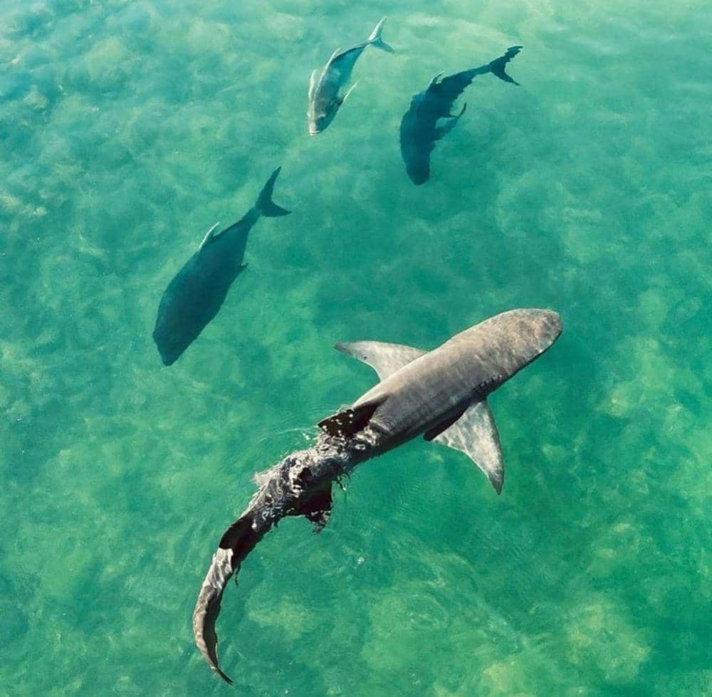 pesona Shark Bay (Instagram.com/a_trip_overland)