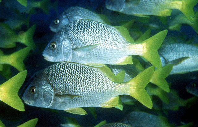 Ekuador: Peneliti Temukan Spesies Ikan Baru di Kep. Galapagos