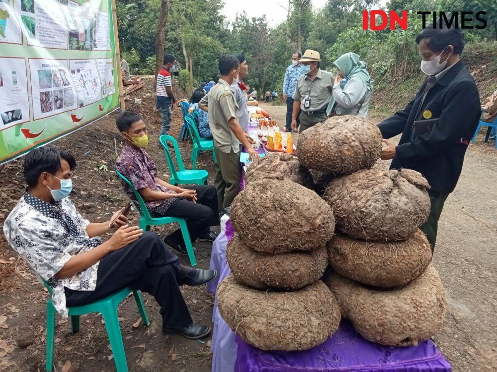 Masuk ke China, Porang Harus dari Lahan yang Lolos Registrasi