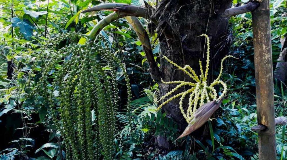 pohon Aren (instagram.com/ulat.saguu)