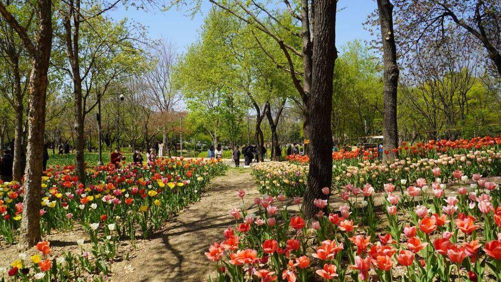 Potret Seoul Forest (instagram.com/seoulforestpark)