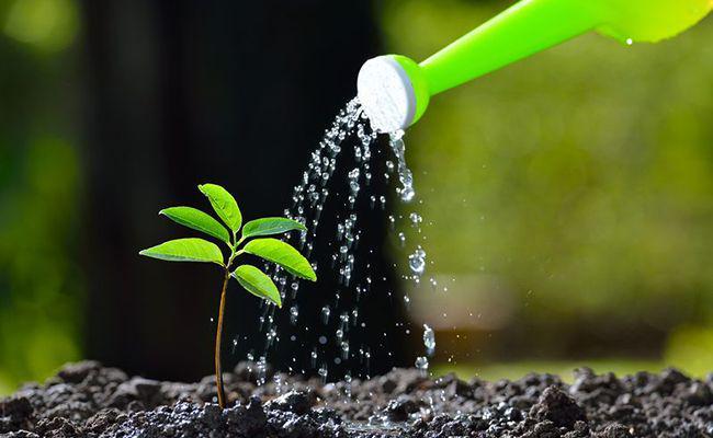 5 Tips Menyiram Tumbuhan di Pot agar Tetap Subur dan Gak Mudah Layu