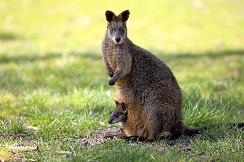 Swamp wallaby (nationalgeographic.com)