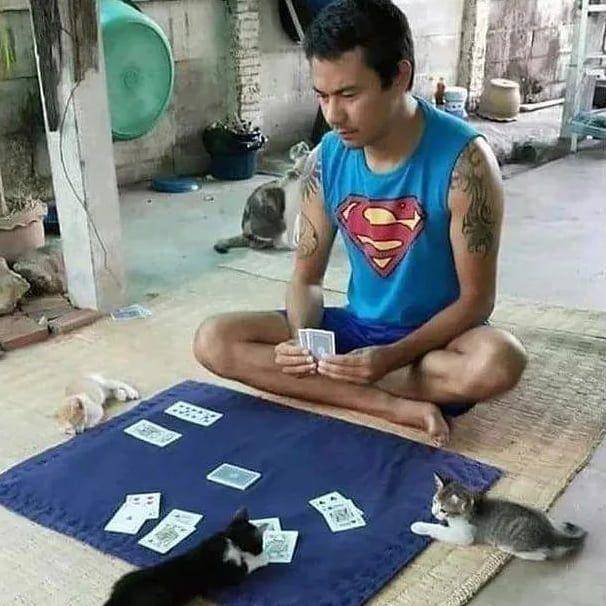 kucing menemani manusia bermain kartu (instagram.com/kucinggua)