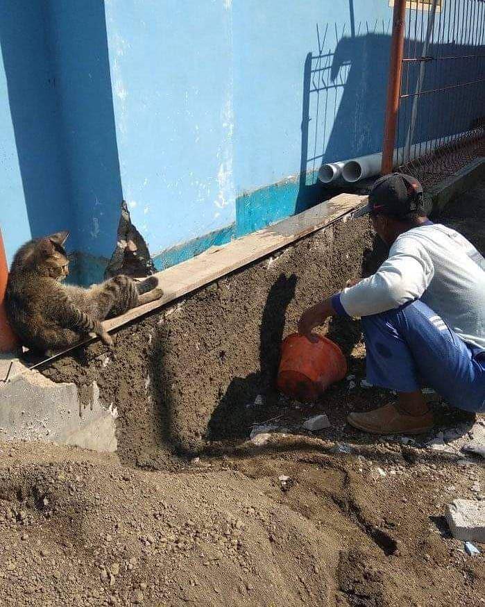 kucing menemani manusia bekerja (instagram.com/kochii_kochii)