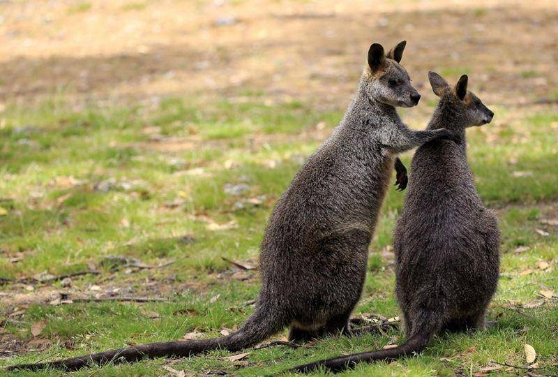 Swamp wallaby (cosmosmagazine.com)