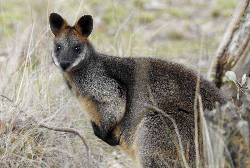 Swamp wallaby (smithsonianmag.com)