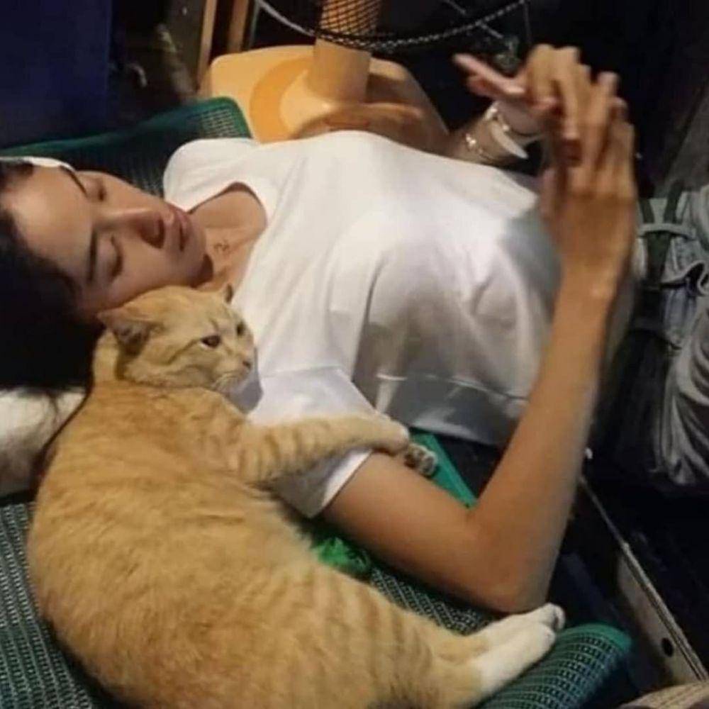 kucing menemani manusia bermain handphone (instagram.com/videokucing_viral)