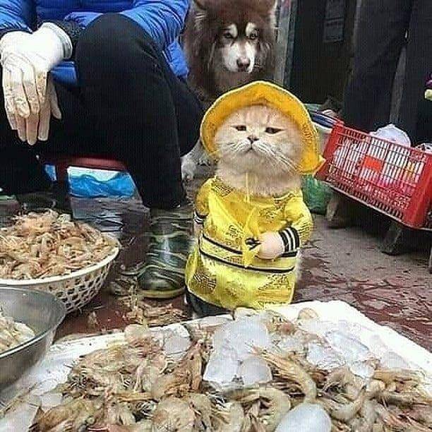 kucing menemani manusia jualan udang (instagram.com/kucingseru)