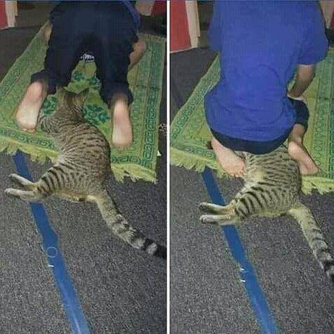 kucing menemani manusia shalat (instagram.com/gallerysioyen)