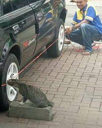 kucing menemani manusia memasang tali (instagram.com/gallerysioyen)