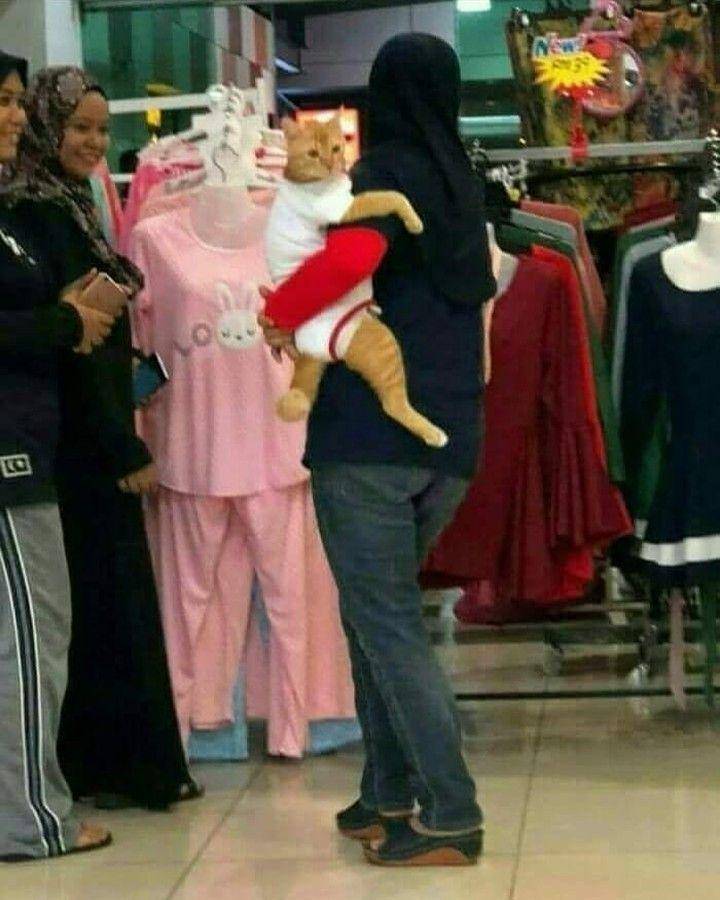 kucing menemani manusia belanja (instagram.com/insta.kucinglovers)
