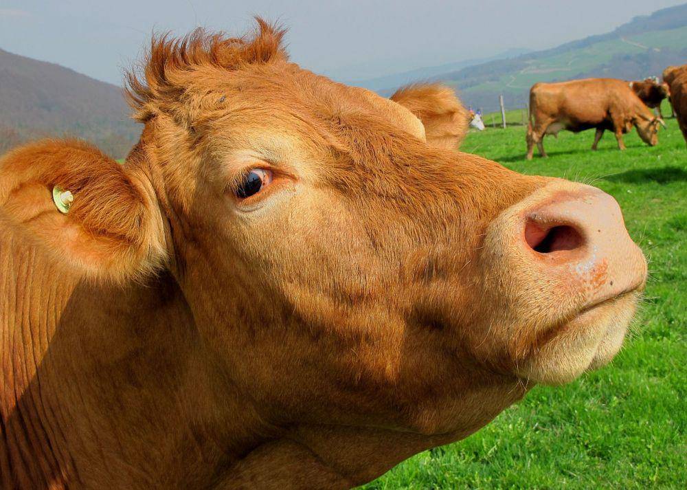 ilustrasi sapi gila (pixabay.com/ArtTower)