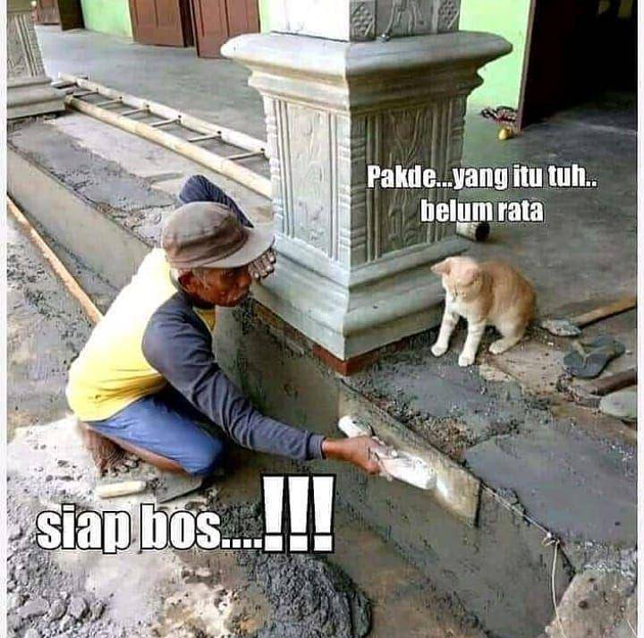 kucing menemani manusia bekerja (instagram.com/sahabat_pecintakucing)