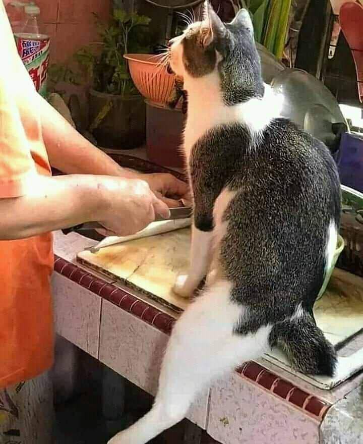 kucing menemani manusia memasak (instagram.com/kochii_kochii)